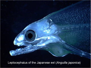 深海魚　レプトケファルス